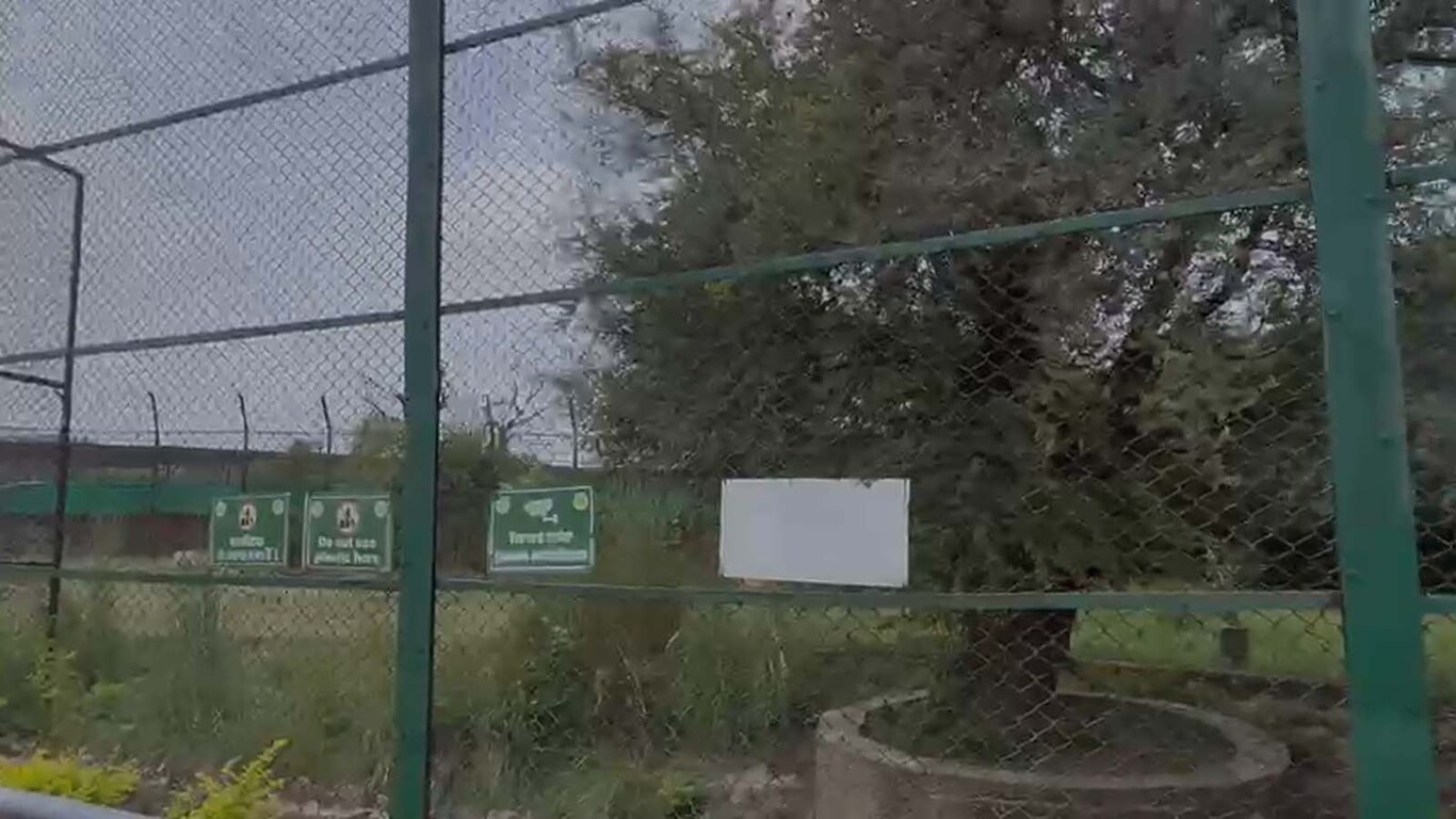 Tiger attack in Nahargarh